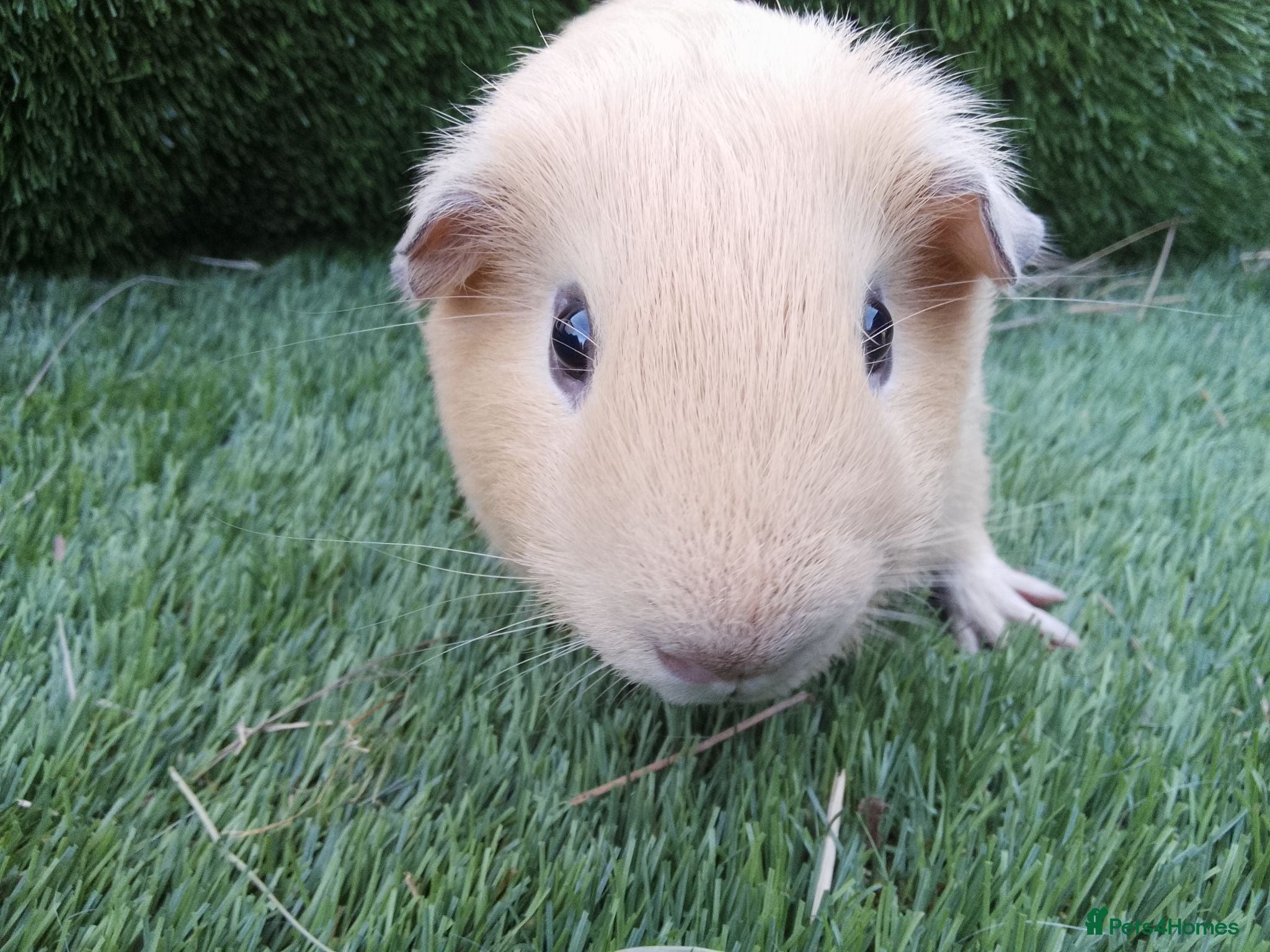Guinea Pig rodents Tri guinea pig Boy and other boys  - Advert 2
