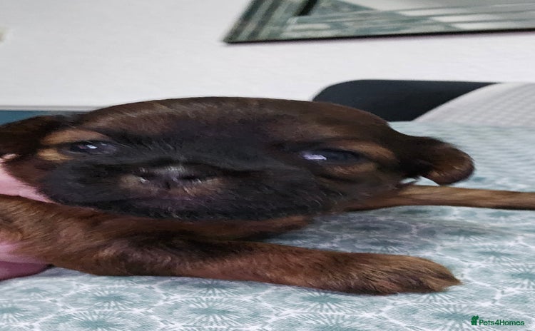 Shihpoo dogs - Advert 3