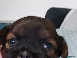 Shihpoo dogs - Advert 3