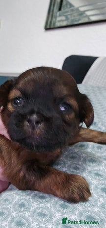 Shihpoo dogs - Advert 3