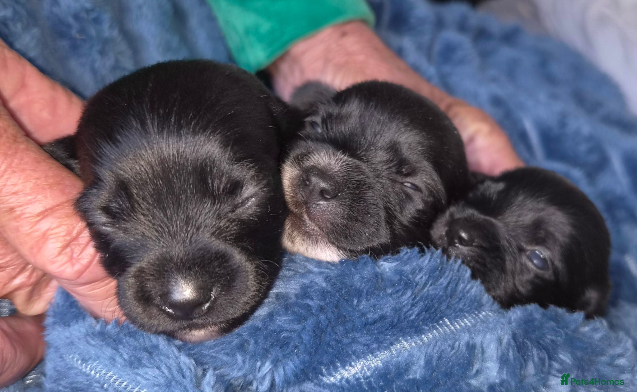 Mixed Breed dogs Dachshund & maltese Mauxie - Advert 1