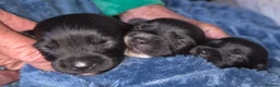 Mixed Breed dogs for sale: Dachshund & maltese Mauxie - Advert 1