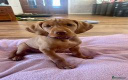 Hungarian Vizsla dogs for sale: 2 viz boys looking for loving homes - Image 10