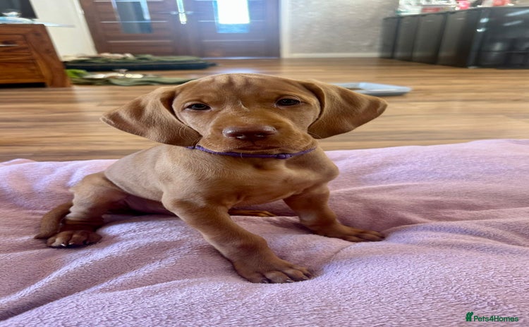 Hungarian Vizsla dogs - Advert 1