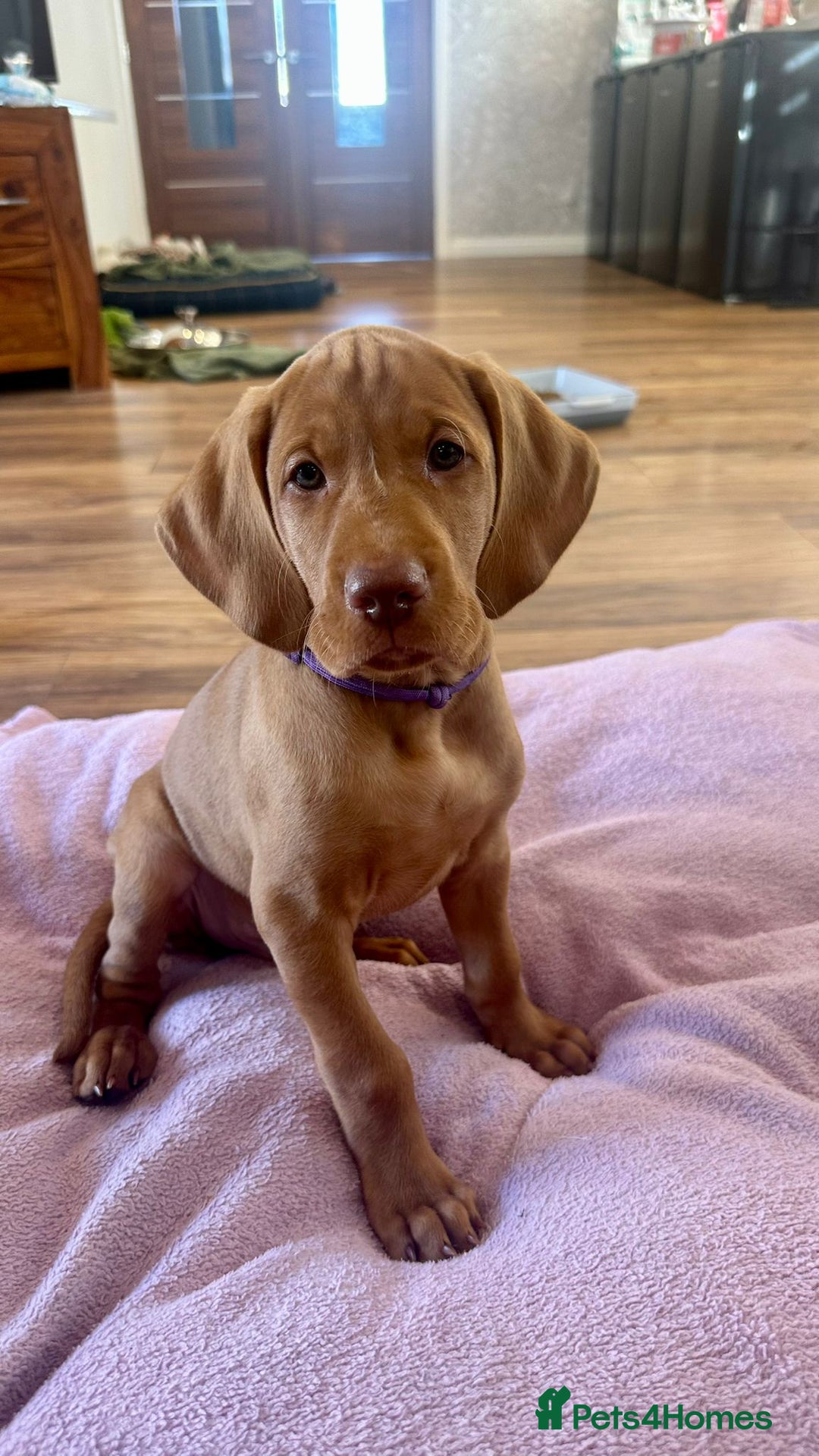 Hungarian Vizsla dogs for sale: 2 viz boys looking for loving homes - Image 10
