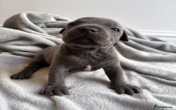 Staffordshire Bull Terrier dogs for sale: 💙💙Champion bloodline blue staffy pups !!!💙💙 - Image 2