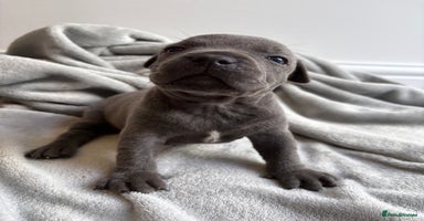 Staffordshire Bull Terrier dogs - Advert 3