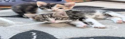 Mixed Breed cats for sale: Tabby Male kitten  - Advert 16