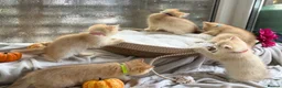 British Shorthair cats for sale: 💛Premium golden chinchilla bsh kittens 💛 - Advert 4