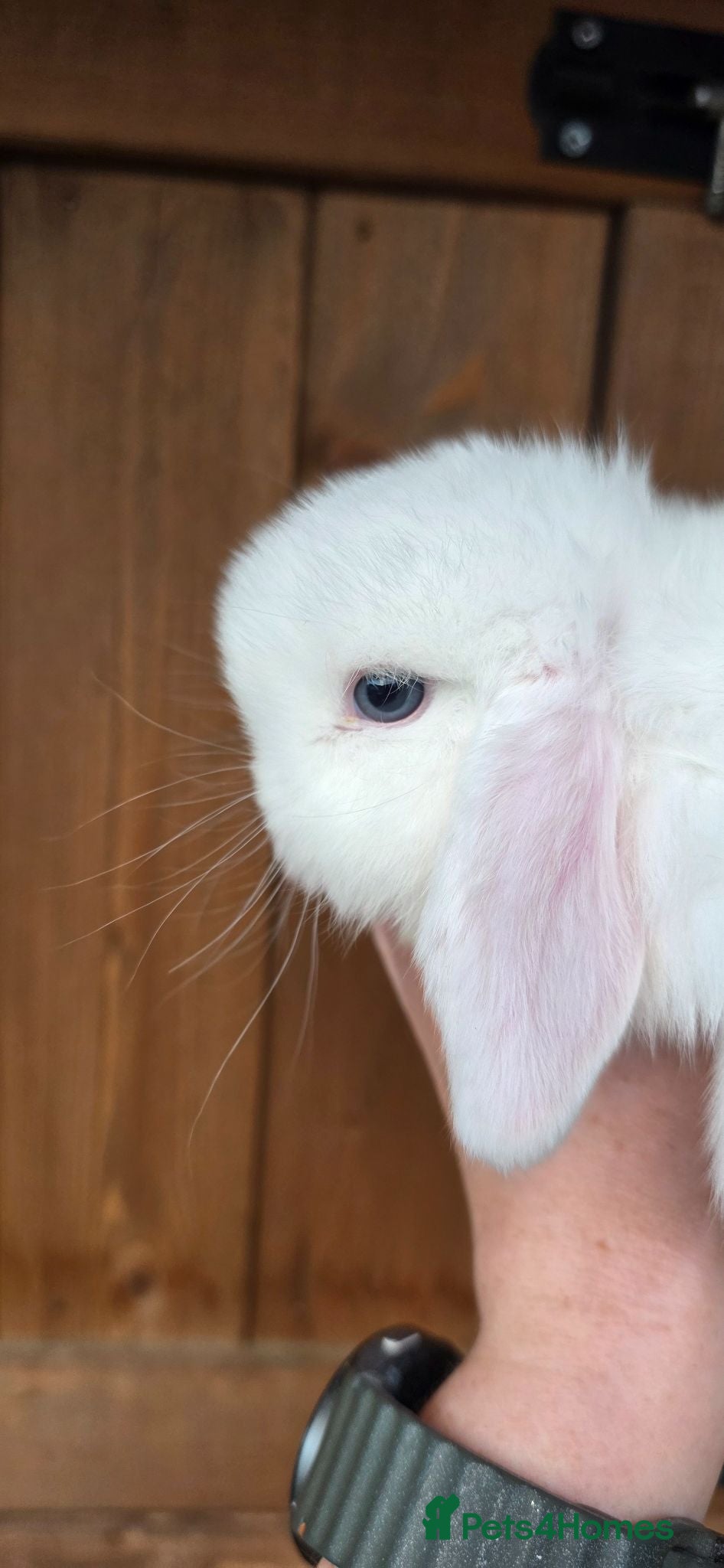 Mini Lop rabbits Mini lop babies  - Advert 1