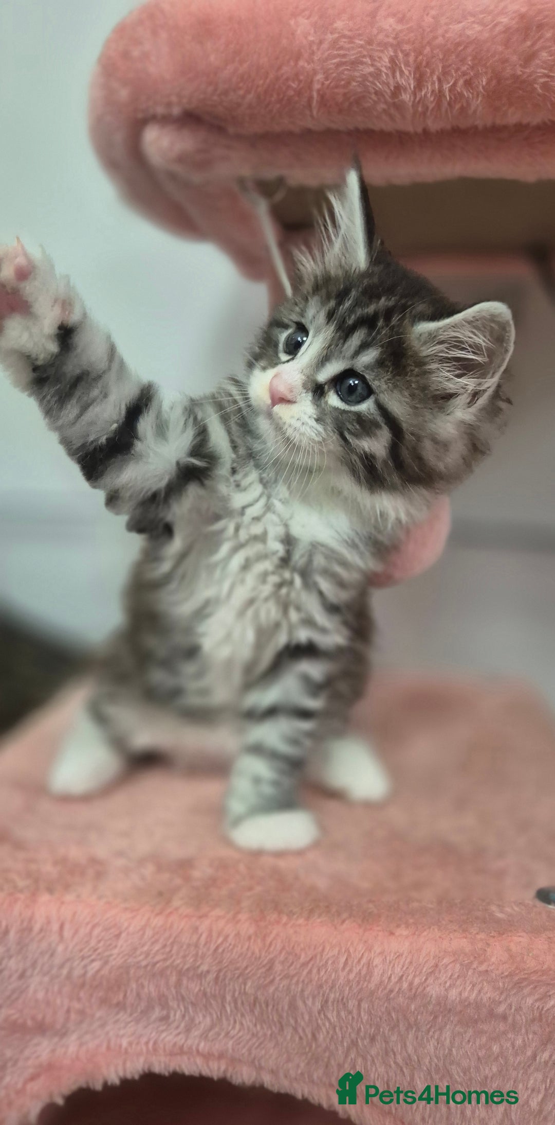 Maine Coon cats for sale: 🎀 Outstanding GCCF Pedigree Maine Coon Kittens 🎄 - Advert 9