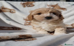 Maltipoo dogs for sale: Beautiful Maltipoo Babies - Image 20