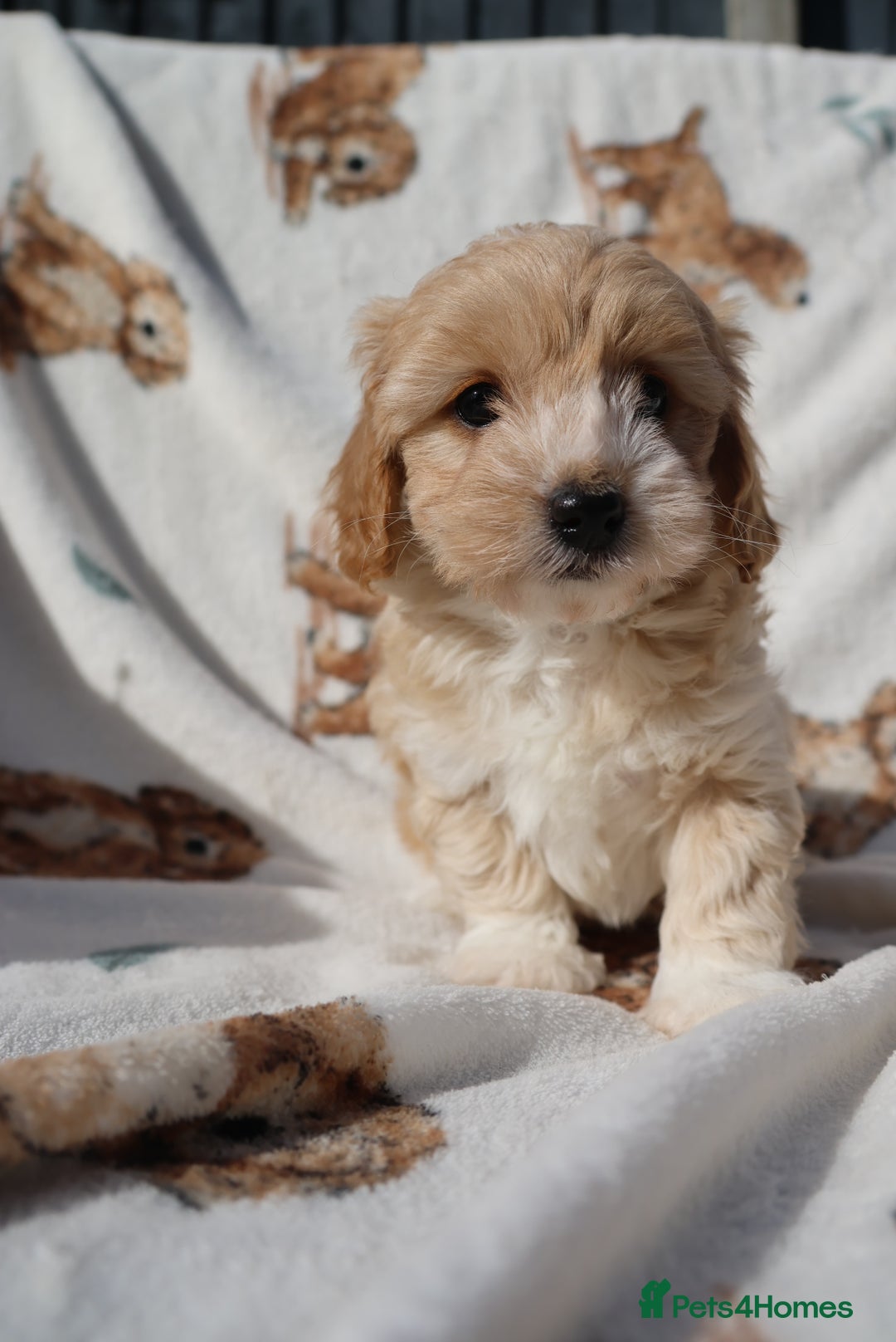 Maltipoo dogs for sale: Beautiful Maltipoo Babies - Image 20
