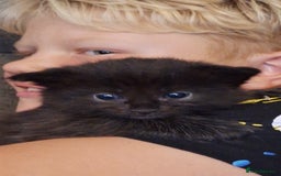 Ragdoll cats for sale: Ragdoll x Norwegian Forest x DHC - Image 5