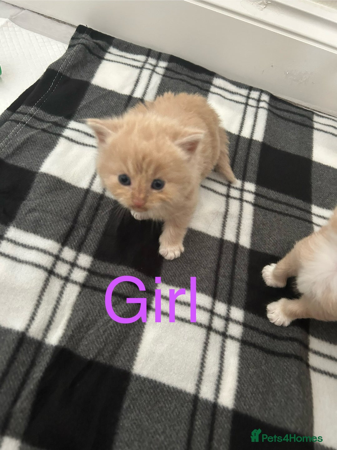 British Longhair cats for sale: Beautiful British longhair kittens - Image 4