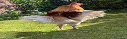 Chickens poultry for sale: friendly rooster  - Advert 3