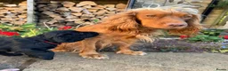 Cocker Spaniel dogs for sale: Working Cocker Spaniels - Advert 13