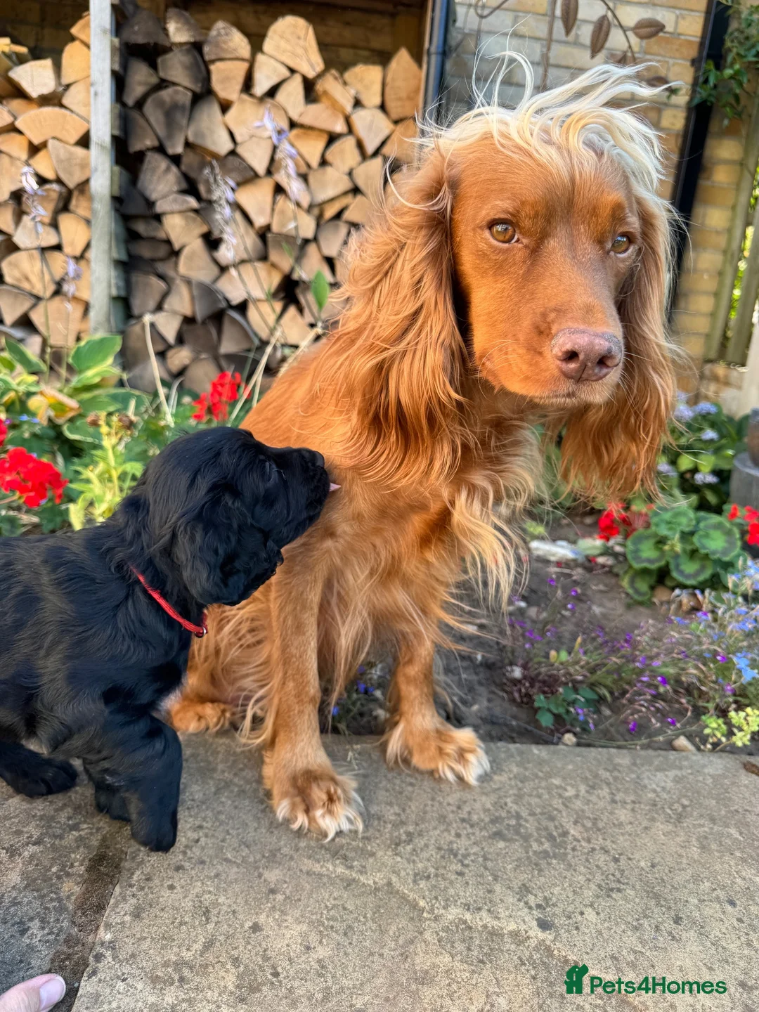 Cocker Spaniel dogs for sale: Working Cocker Spaniels - Advert 13