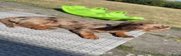 Miniature Dachshund dogs for sale: miniature Daschund Isabella dapple - Advert 5
