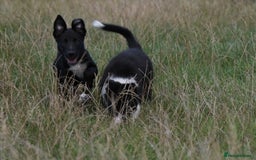 Mixed Breed dogs for sale: Kelpie x Collie puppies for sale!  - Image 6