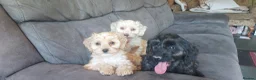 Cockapoo dogs for sale: Genuine f1 cockapoo puppies. - Advert 1