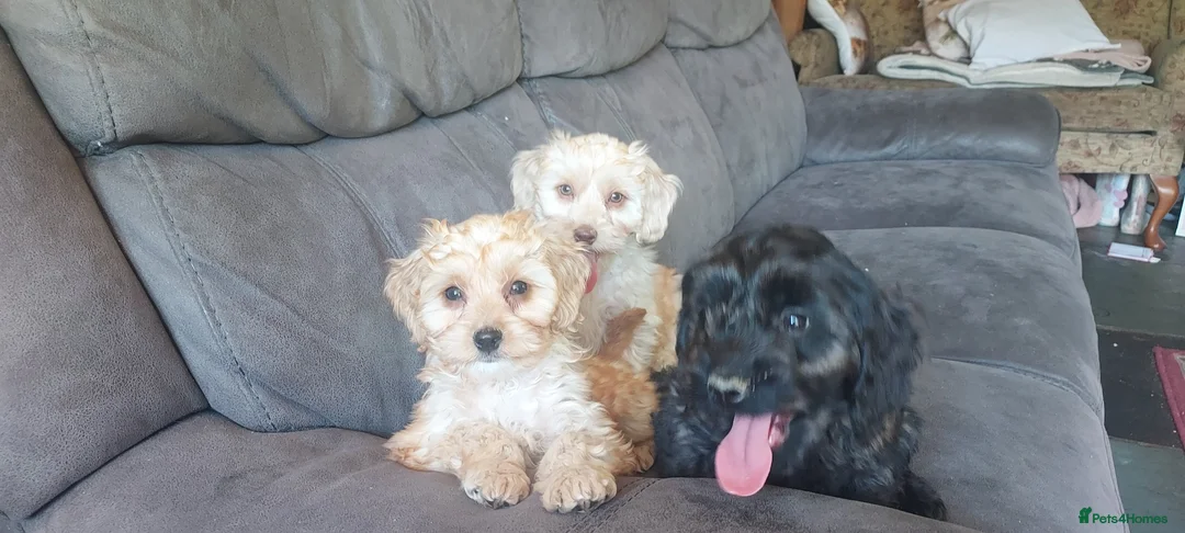 Cockapoo dogs for sale: Genuine f1 cockapoo puppies. - Advert 1
