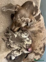 Miniature Dachshund dogs ADORABLE MINIATURE DACHSHUND PUPPIES - Advert 12