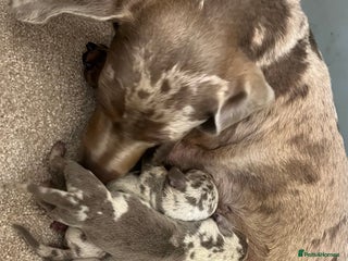 Miniature Dachshund dogs *ADORABLE ISABELLA DAPPLE PUPPIES* - Advert 3