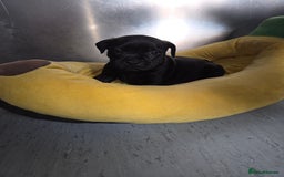 Staffordshire Bull Terrier dogs for sale: Kc registered Staffords  - Image 7