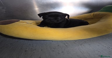 Staffordshire Bull Terrier dogs - Advert 3