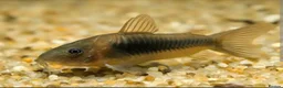 Corys fish for sale: Bronze Corydoras for sale  - Advert 2