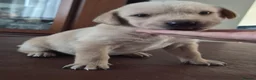 Labrador Retriever dogs for sale: Labrador puppies - Advert 19