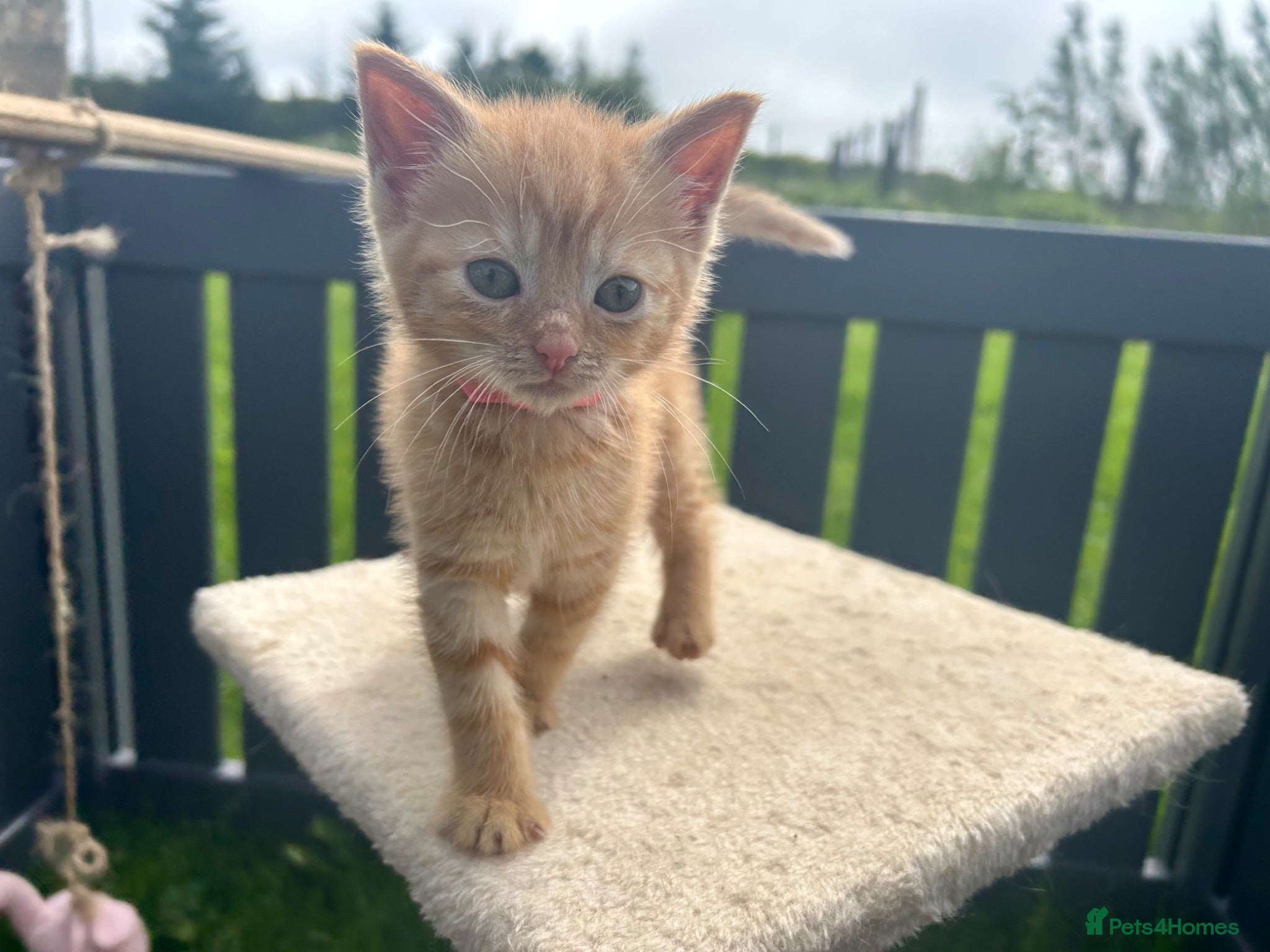 Mixed Breed cats Female Pure Ginger Tabby Mackerel SHORT hair  - Advert 7