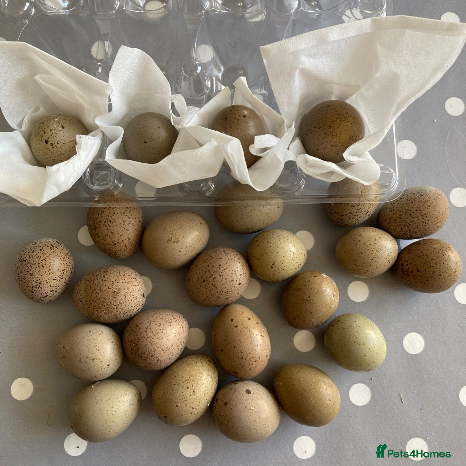 Quail poultry Button Quail Pure Silver Chinese painted Eggs only - Advert 1