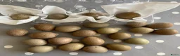 Quail poultry for sale: Button Quail Pure Silver Chinese painted Eggs only - Advert 1