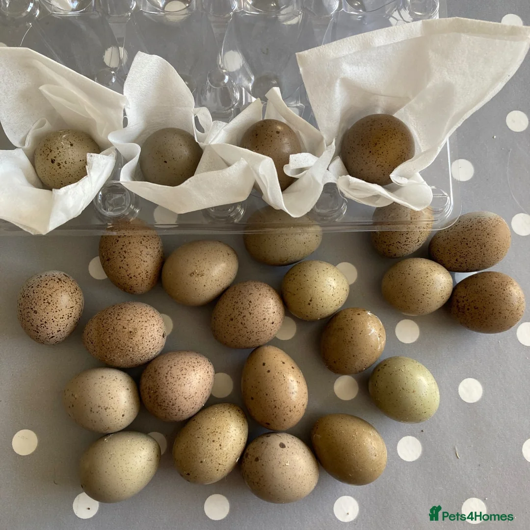 Quail poultry for sale: Button Quail Pure Silver Chinese painted Eggs only - Advert 1