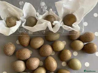 Quail poultry Button Quail Pure Silver CPQ hatching Eggs - Advert 5