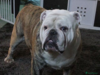 English Bulldog dogs For Stud: Alfie (Trindle) PROVEN in Brighouse - Advert 13
