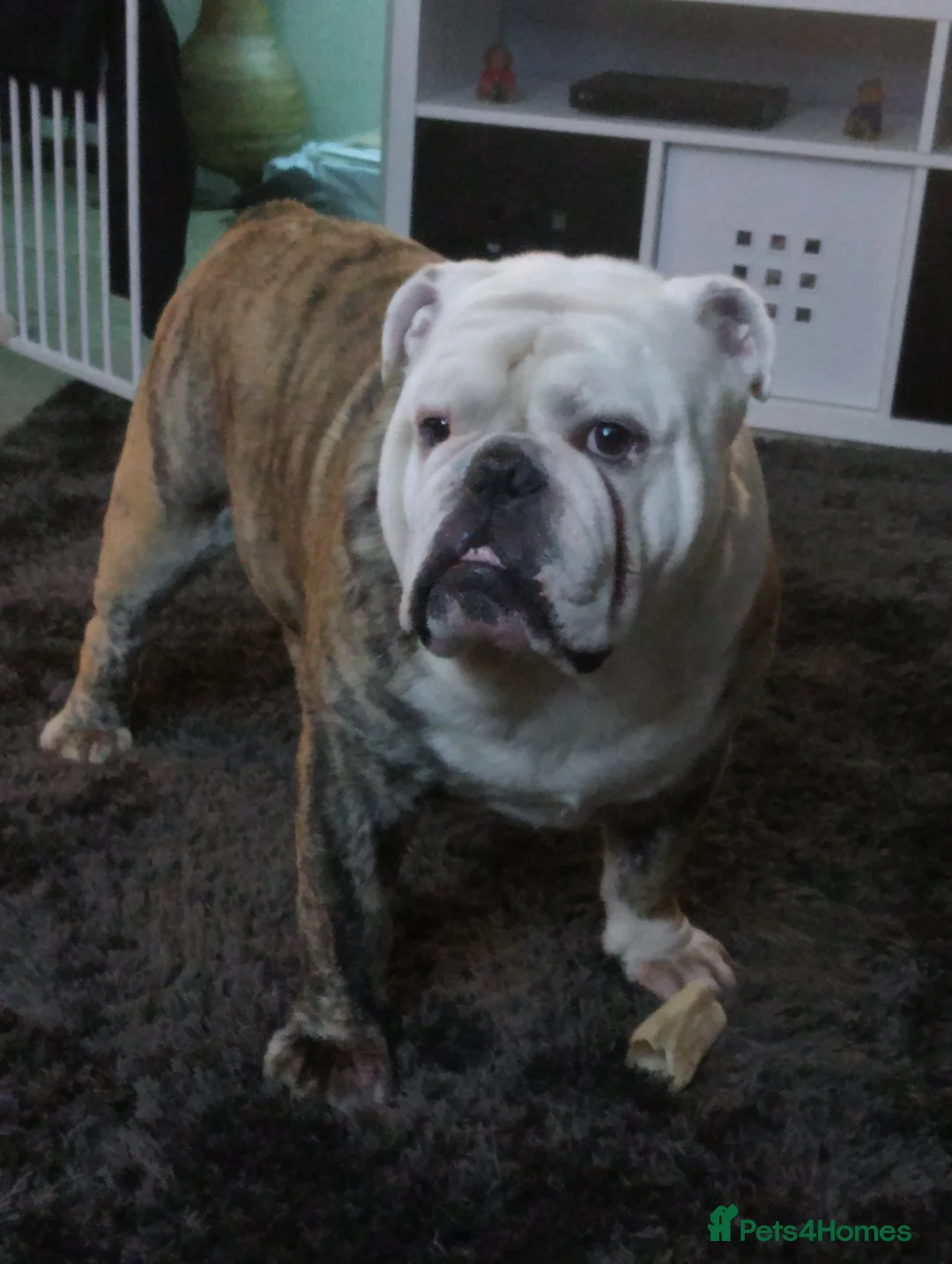 English Bulldog dogs for stud: For Stud: Alfie (Trindle) PROVEN in Brighouse - Advert 3