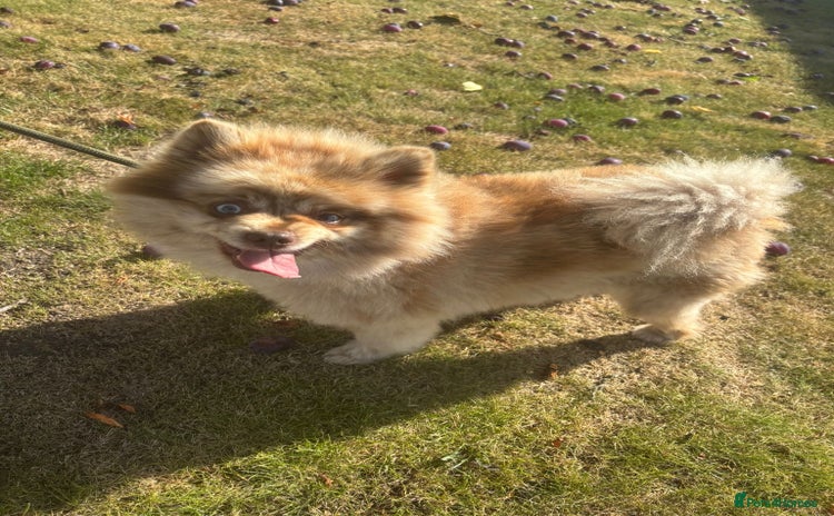 Pomeranian dogs - Advert 9