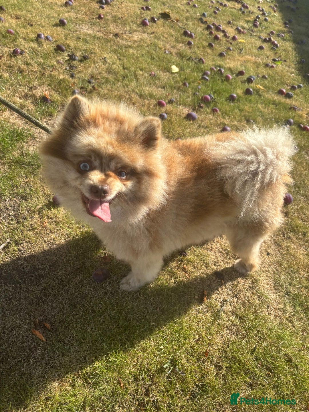 Pomeranian dogs for sale: 2 x pomeranians - Image 1