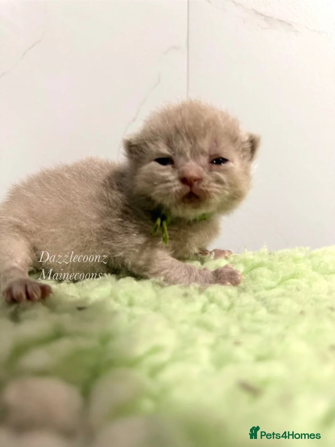 British Shorthair cats for sale: Chunky registered BSH kittens 🧸  - Advert 8