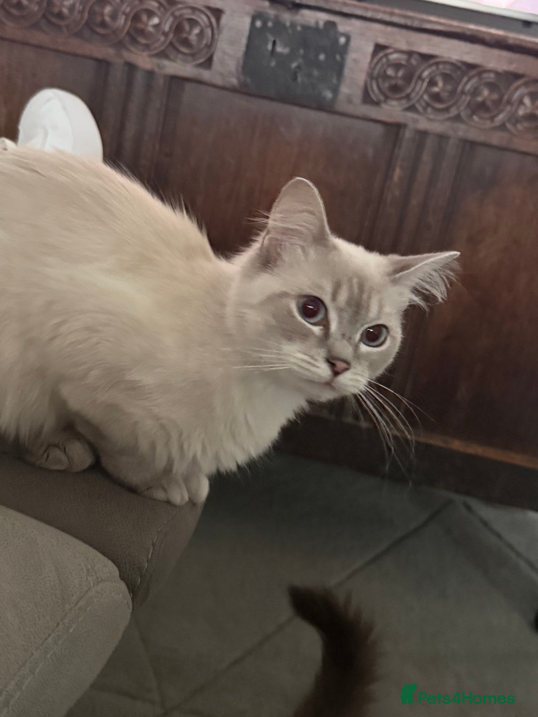 Ragdoll cats for sale: Stunning Seal Point Lynx Ragdoll For Sale. - Image 17