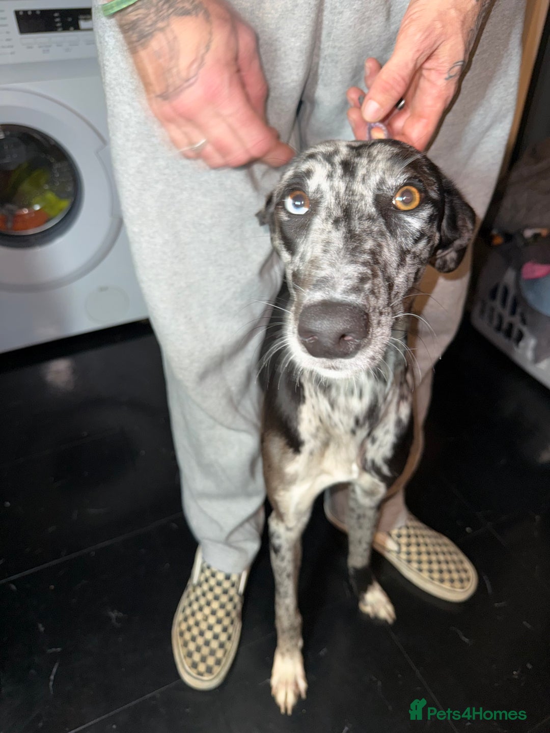 Greyhound dogs for sale: Stunning greyhound - Image 4