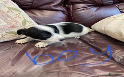 Jack Russell dogs for sale: Jack Russell  - Image 1