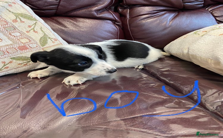 Jack Russell dogs - Advert 1