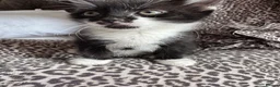 Mixed Breed cats for sale: Beautiful kittens looking for forever home  in Birmingham - Advert 6