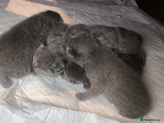 Scottish Fold cats 6 beautiful Scottish fold kittens - Advert 1