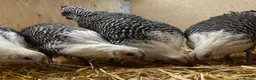 Chickens poultry for sale: Silver Campine  - Advert 10