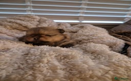 Pomeranian dogs for sale: Adorable KC Reg Pomeranian Pup– Orange Sable Boy - Image 6